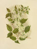 dzikiej Clematis - Isaac Sprague — widok dzieła