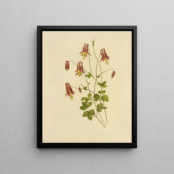 Isaac Sprague - Wild Columbine.webp