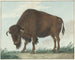 Bison - Isaac van Haastert — widok dzieła
