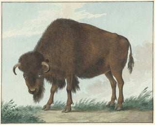Bison - Isaac van Haastert — widok dzieła