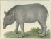 Tapir - Isaac van Haastert — widok dzieła