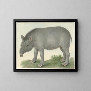 Tapir - Isaac van Haastert — oprawiony obraz na ścianie