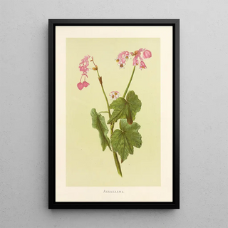 Isabella McHutcheson Sinclair - Akaakaawa.webp