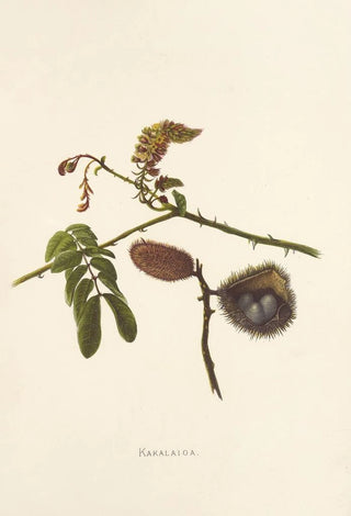 Isabella McHutcheson Sinclair - Kakalaioa.webp