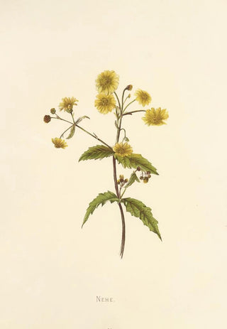 Isabella McHutcheson Sinclair - Nehe.webp