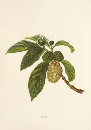 Isabella McHutcheson Sinclair - Noni.webp