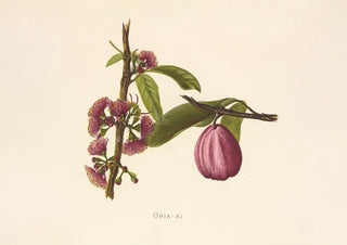 Isabella McHutcheson Sinclair - OhiaAi.webp