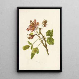 Isabella McHutcheson Sinclair - Wiliwili.webp