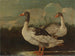Dwie dumnie gęsi - Szkoła włoska — widok dzieła
