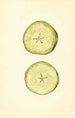 Malus domestica - John F. Brewer — widok dzieła