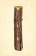 Pyrus communis Kieffer - John F. Brewer — widok dzieła