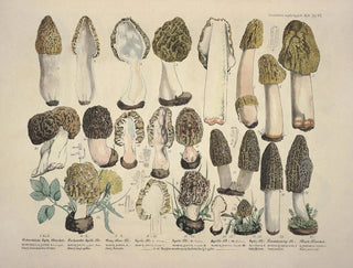 J V Krombholz - Naturgetreue Abblidungen und Beschreibungen der essbaren schadlichen und verdachtigen Schwamme Pl17.webp