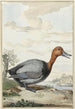 Fuligule milouin - Jabes Heenck — widok dzieła