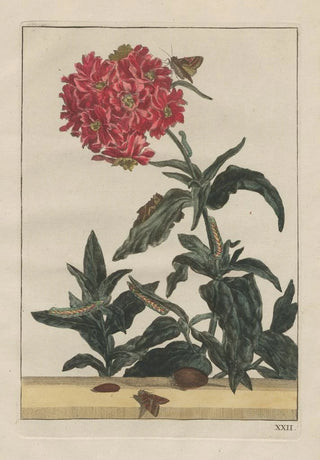 Jacob LAdmiral - Naauwkeurige Waarneemingen van veele gestaltverwisselende gekorvene diertjes Pl22.webp