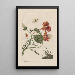 Jacob LAdmiral - Naauwkeurige waarneemingen omtrent de veranderingen van veele insekten of gekorvene diertjes Pl16.webp