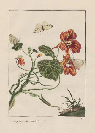 Jacob LAdmiral - Naauwkeurige waarneemingen omtrent de veranderingen van veele insekten of gekorvene diertjes Pl16.webp