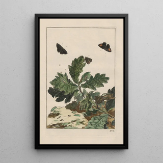 Jacob LAdmiral - Naauwkeurige waarneemingen omtrent de veranderingen van veele insekten of gekorvene diertjes Pl17.webp