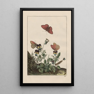 Jacob LAdmiral - Naauwkeurige waarneemingen omtrent de veranderingen van veele insekten of gekorvene diertjes Pl19.webp