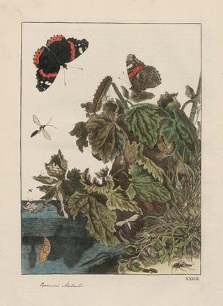 Jacob LAdmiral - Naauwkeurige waarneemingen omtrent de veranderingen van veele insekten of gekorvene diertjes Pl24.webp