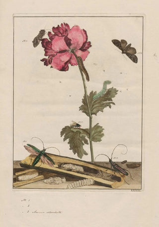 Jacob LAdmiral - Naauwkeurige waarneemingen omtrent de veranderingen van veele insekten of gekorvene diertjes Pl33.webp