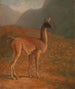 Guanaco - Jacques-Laurent Agasse — widok dzieła