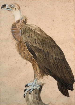 Jacques Barraband - Brown vulture.webp