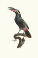 L'Aracari Koulik samiec z Gujany - Jacques Barraband — widok dzieła