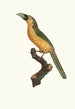 L'Aracari baillon - Jacques Barraband — widok dzieła