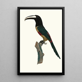 Jacques Barraband - LAracari ceinture rouge.webp