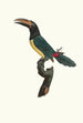 L'Aracari vert mâle - Jacques Barraband — widok dzieła