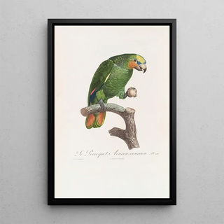 Jacques Barraband - Le Perroquet Aourou Cauraou.webp