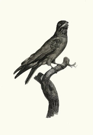 Jacques Barraband - Le Rolle gorge bleu.webp