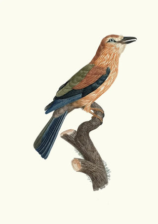 Jacques Barraband - Le Rollier vari dAfrique jeune ge.webp