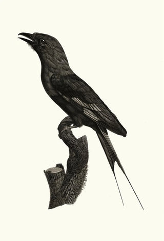 Jacques Barraband - Le Rollier ventre bleu.webp