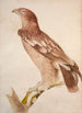 Aigle tacheté - Jacques Barraband — widok dzieła