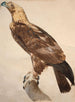 L'Aigle de Thèbes - Jacques Barraband — widok dzieła