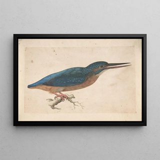 Jacques Le Moyne de Morgues - A Kingfisher on a Branch.webp