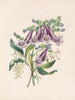 Jacaranda tomentosa i arbuza - James Ackerman — widok dzieła
