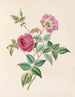 La Rose - James Ackerman — widok dzieła