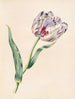 La Tulipe - James Ackerman — widok dzieła