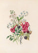Trompette myosotis et framboise - James Ackerman — widok dzieła