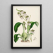 Monografia Odontoglossum Pl01 - James Bateman — oprawiony obraz na ścianie