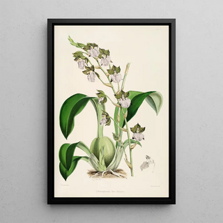 James Bateman - A monograph of Odontoglossum Pl01.webp