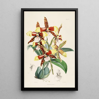 James Bateman - A monograph of Odontoglossum Pl07.webp