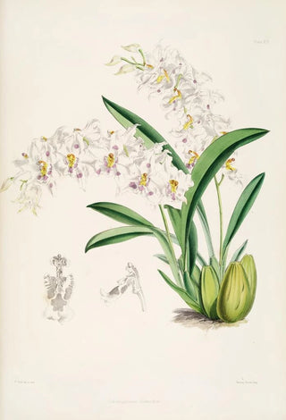 James Bateman - A monograph of Odontoglossum Pl13.webp
