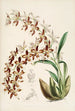 Monografia Odontoglossum Pl16 - James Bateman — widok dzieła