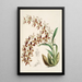 Monografia Odontoglossum Pl16 - James Bateman — oprawiony obraz na ścianie