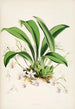 Monografia Odontoglossum Pl23 - James Bateman — widok dzieła