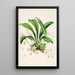 Monografia Odontoglossum Pl23 - James Bateman — oprawiony obraz na ścianie