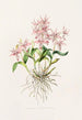 Barkeria Spectabilis - James Bateman — widok dzieła